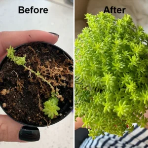 EcoGardenMart™ Plant Resurrection Liquid – Powerful, Eco-Friendly Formula to Revive Plants! [2+1 FREE]