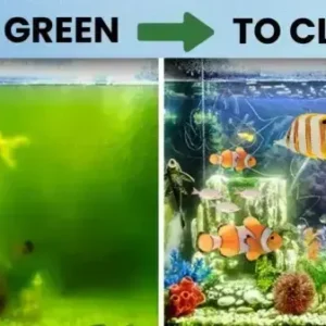 AEXZR® Aquariums Aqua-Guardian Blend