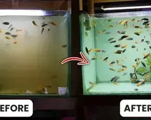 AEXZR® Aquariums Aqua-Guardian Blend